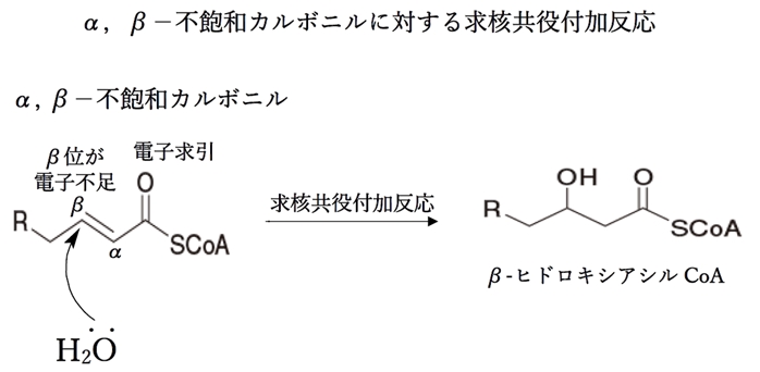 β酸化 脂肪酸と補酵素Aが縮合したチオエステルからアセチルCoAが生じる経路 104回薬剤師国家試験問138
